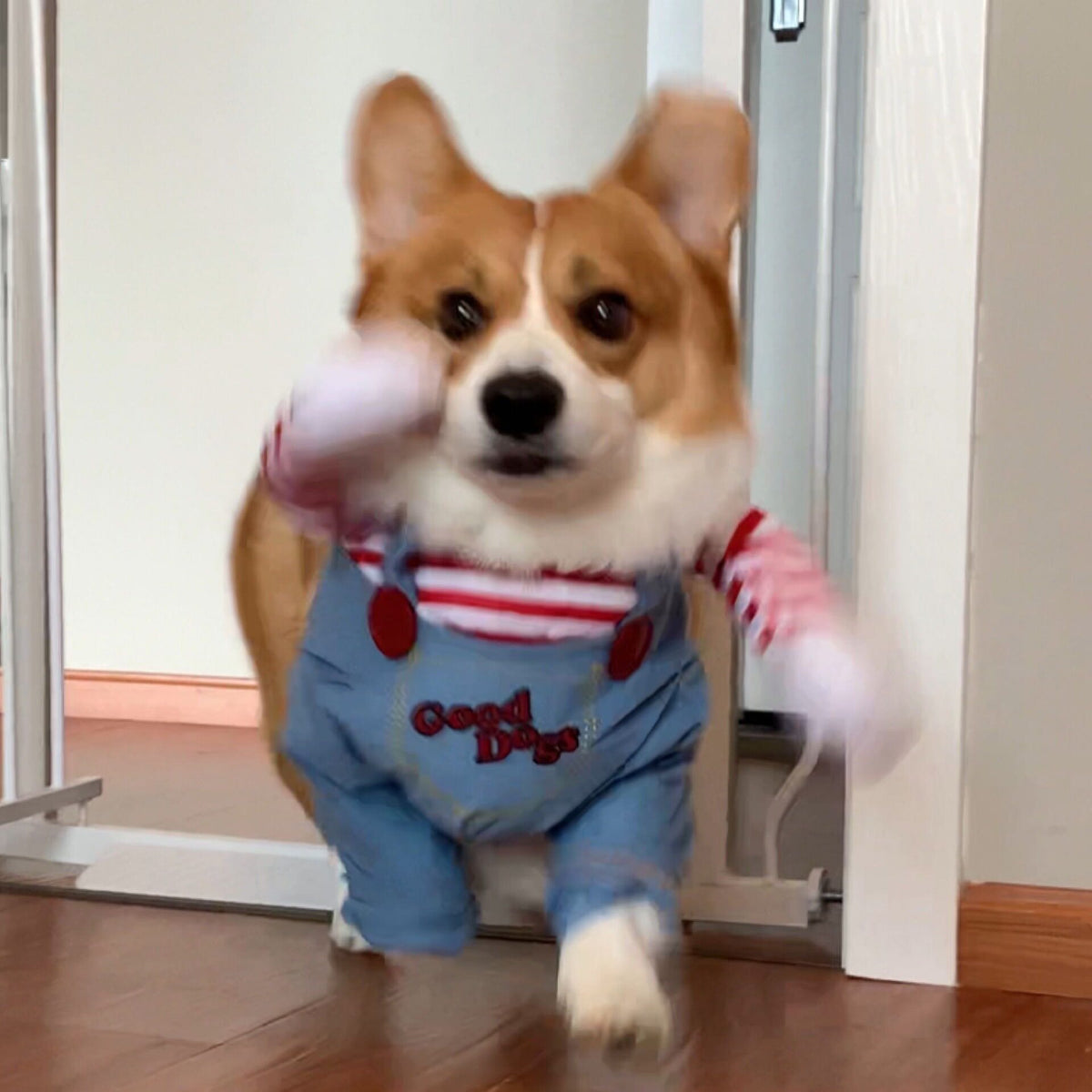 Pet Costume