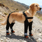 Golden dog on a rocky trail wearing black leg boots with reflective strips and suspender straps