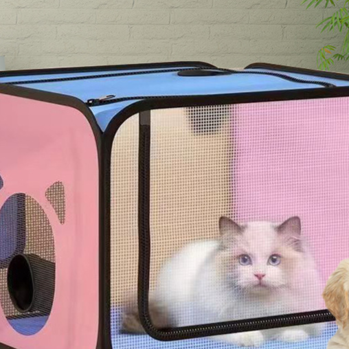 Cat inside the pet drying box with a golden dog waiting beside it in a bright room