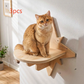 Close view of a wooden star cat wall shelf with a flat perch and star board