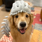 Gray plush dinosaur skull headgear seen from above on a smiling golden retriever looking up at the camera