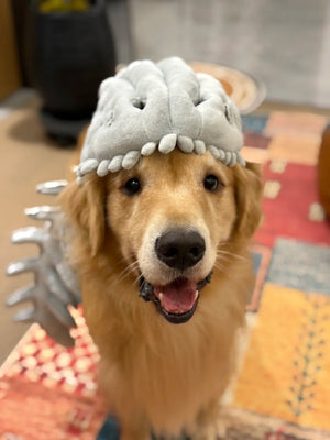 Gray plush dinosaur skull headgear seen from above on a smiling golden retriever looking up at the camera