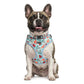 French bulldog wearing the watermelon collar and padded vest harness set