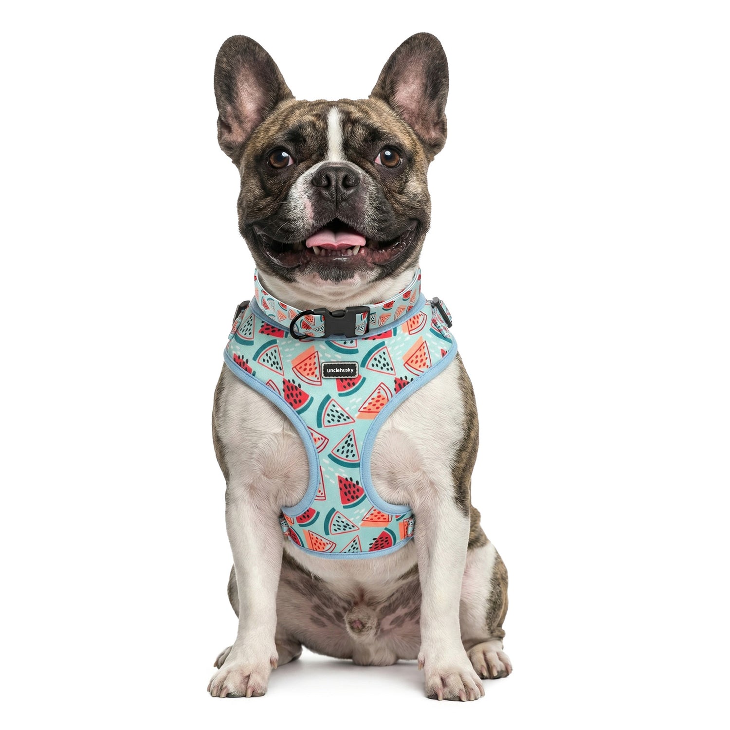 French bulldog wearing the watermelon collar and padded vest harness set