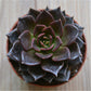 Succulent rosette ornament held in hand for size reference