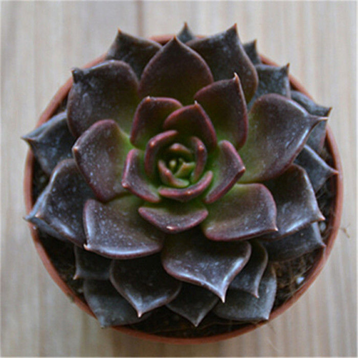 Succulent rosette ornament held in hand for size reference