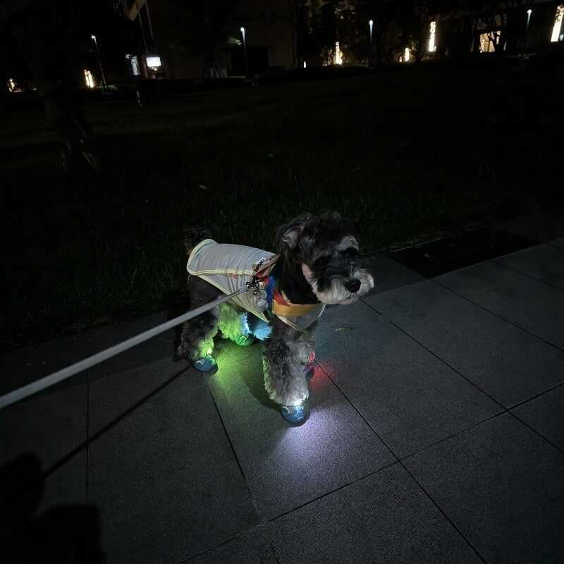 LED safety light clipped onto a dog collar glowing on a night walk