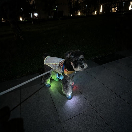 LED Pet Safety Light For Dogs