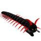 Black cat lying down in a long black centipede costume with red legs and antennae on a white background