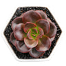 Chocolate Square 3-4cm