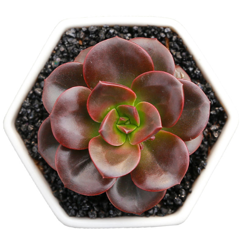 Succulent Plant Ornament | packaging and includes overview