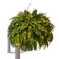 Lit artificial Boston fern hanging on a chain against a plain white background