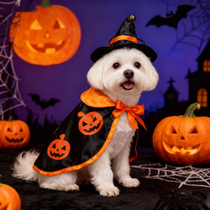 Small white dog wearing a black pumpkin print Halloween cape and a bell topped witch hat