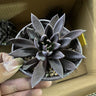 Black Knight 6cm