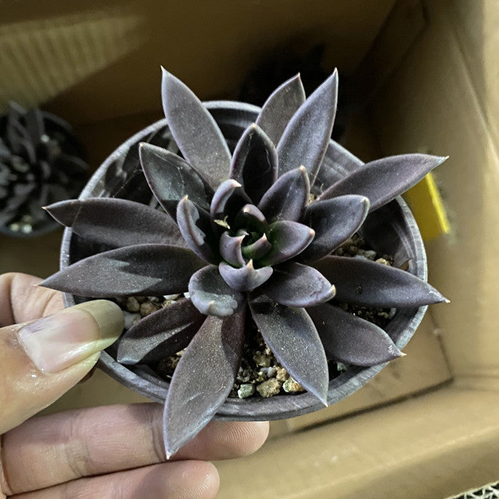 Detail close-up of the succulent rosette leaf finish