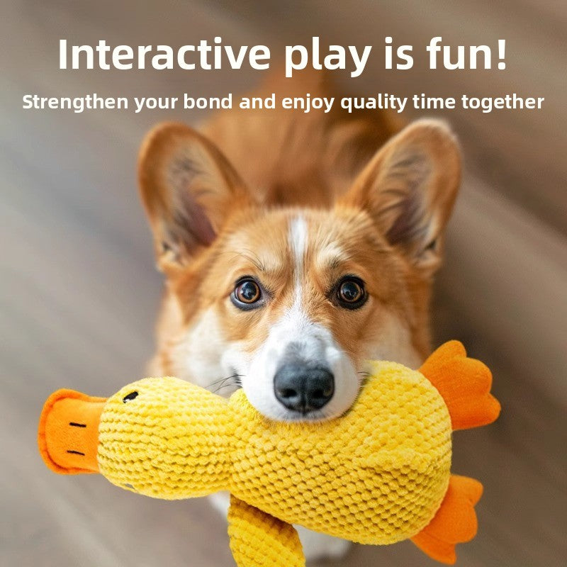 Close up of a corgi looking at the camera with a yellow plush duck toy with orange beak and feet in its mouth