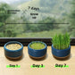 Cat Grass Potted Seeds Soilless Hydroponic Catnip Growing Kit Kitten Snack Supplies
