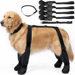 Dog wearing anti slip boots with the suspender harness and the full set laid out