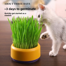 Cat Grass Potted Seeds Soilless Hydroponic Catnip Growing Kit Kitten Snack Supplies