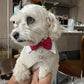 Pet bow tie vest side profile on the neck and chest of a small pet