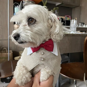 Pet bow tie vest side profile on the neck and chest of a small pet