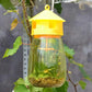 Fruit Fly Trap