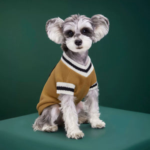 Dog wearing the burgundy V neck knit cricket sweater seen from the front