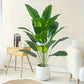 Artificial traveler banana plant with green PVC foliage on a white ground