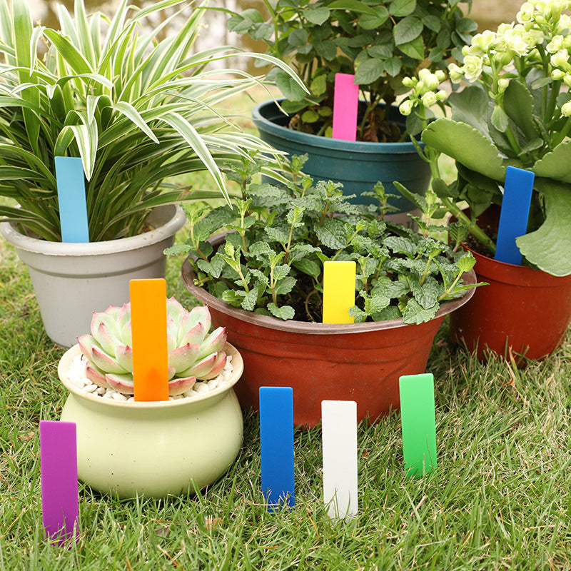 White option image: colored plastic plant label cards standing in pots of spider plant, mint and succulent on grass