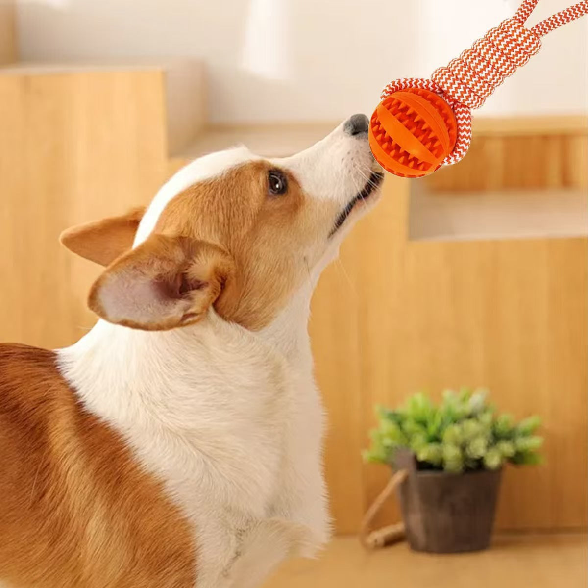 Corgi dog reaching for an orange grooved treat ball on a braided rope