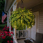 Lit artificial Boston fern hanging from a porch roof at dusk, 3 m 30 light option, 48 heads