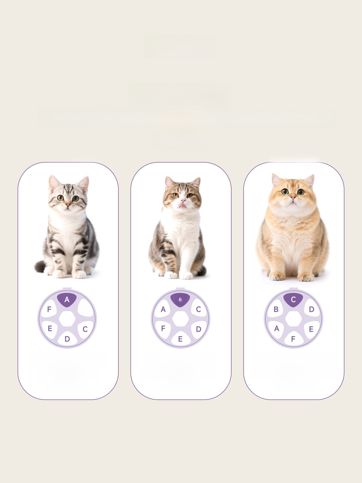 Three cat profile cards each linked to one lettered compartment of the six slot rotating feeder tray