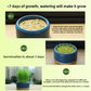 Cat Grass Potted Seeds Soilless Hydroponic Catnip Growing Kit Kitten Snack Supplies
