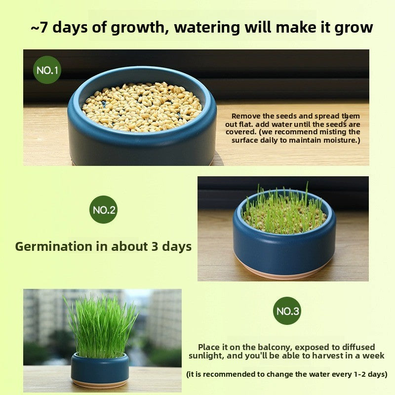 Cat Grass Potted Seeds Soilless Hydroponic Catnip Growing Kit Kitten Snack Supplies