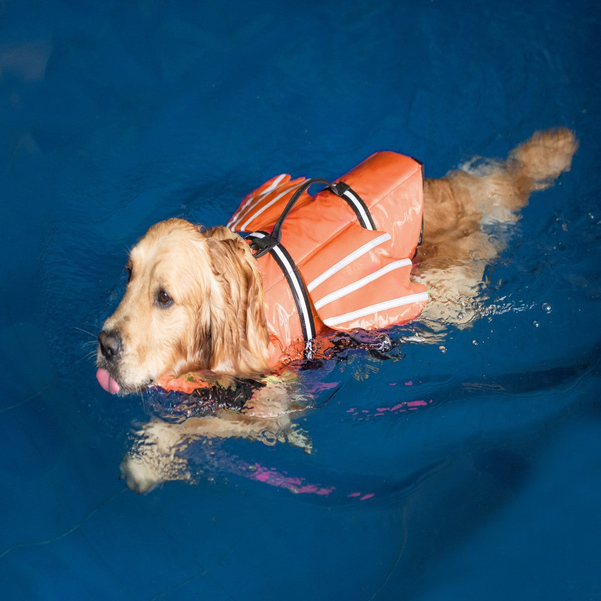 Dog swim vest side release buckle and hook and loop strap fastening detail