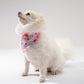 Small white dog wearing a pink printed bandana collar