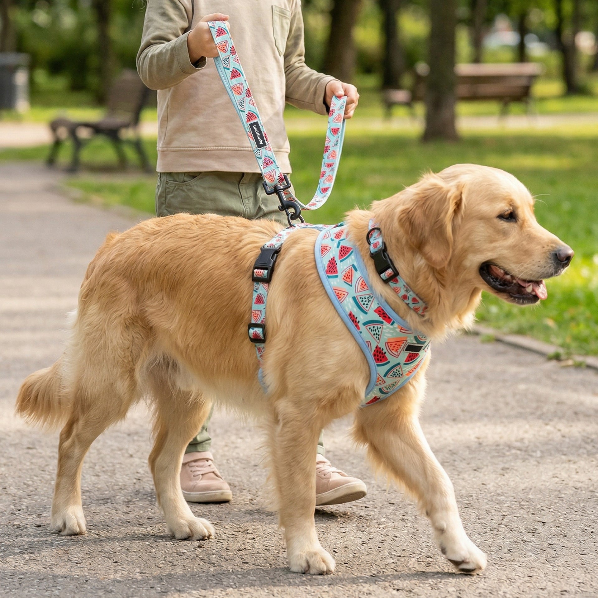 Golden retriever wearing the watermelon harness and collar walked on the leash