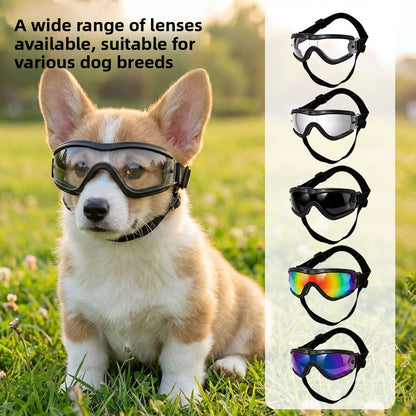 Corgi dog wearing black frame protective goggles with a mirrored lens on grass