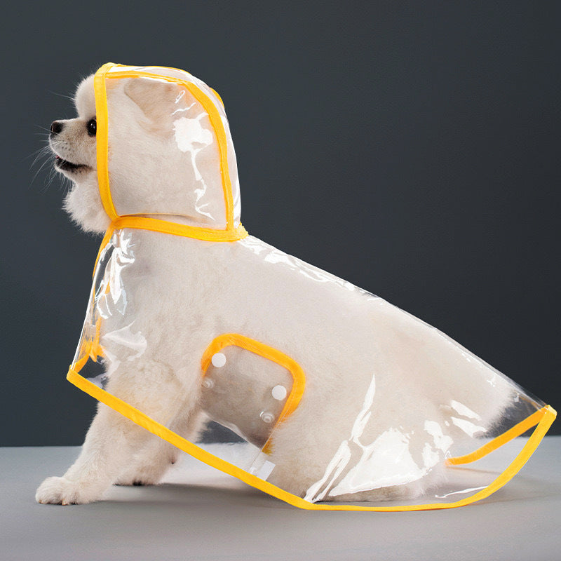 Small white dog seated in a clear EVA hooded rain poncho with golden yellow trim, studio seated pose