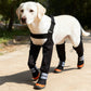 Dog standing on a park path wearing black leg boots with orange soles and reflective ankle strips