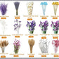 Dried Pampas Grass Flower Bouquets for Home Decoration DIY Mix and Match