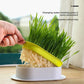 Cat Grass Hydroponic Growing Box Pet Snack