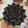 Black Prince 8-10cm X1pcs