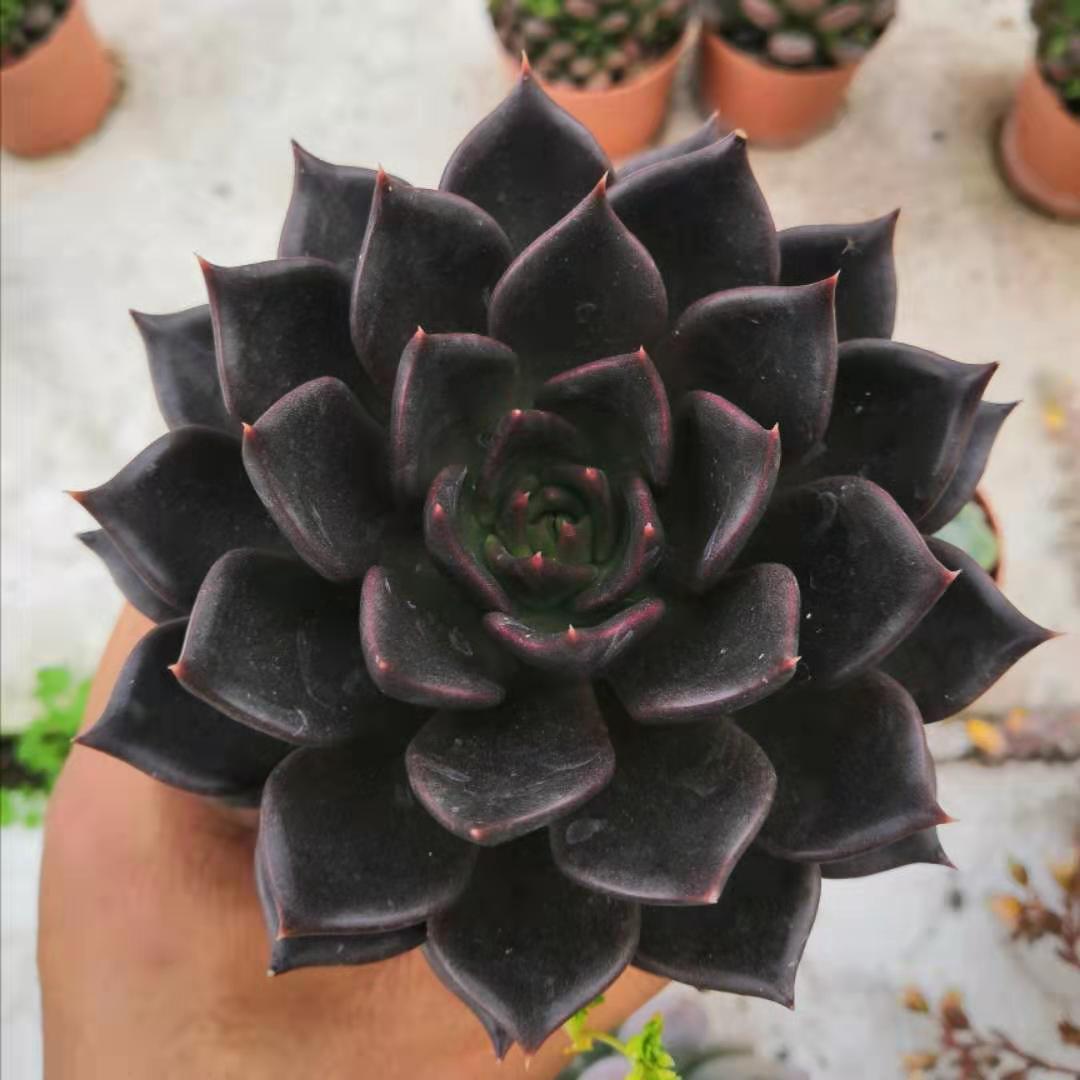 Succulent plant ornament under soft studio lighting