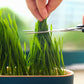 Cat Grass Hydroponic Growing Box Pet Snack