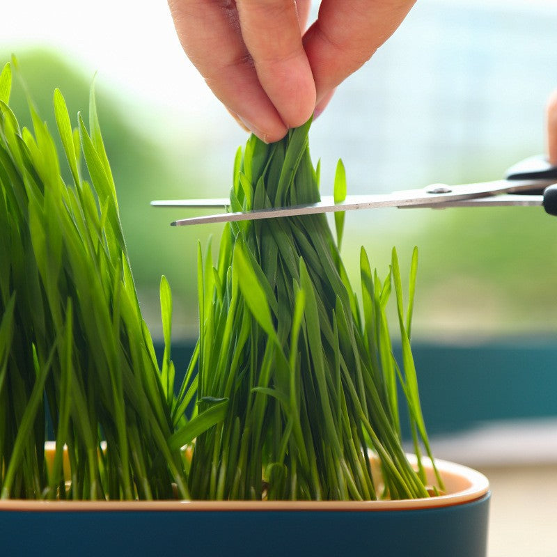 Cat Grass Hydroponic Growing Box Pet Snack