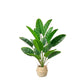 Artificial traveler banana plant shown in a woven basket prop
