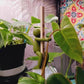 Olive green figure clinging with both arms to a plant stem and a wooden stake in a potted plant