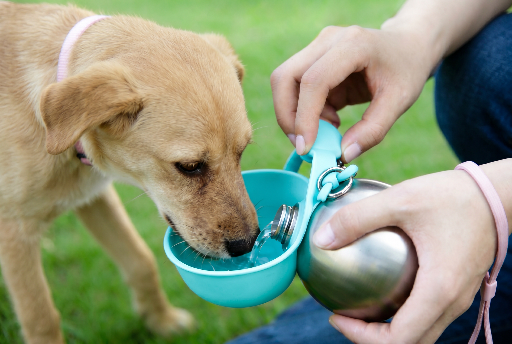 stainless-steel-pet-water-bottle-pet-accessories after solution lifestyle