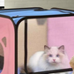 Fluffy white cat sitting inside the mesh pet drying box against a warm room background